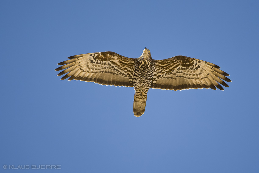 Honey Buzzard_KBJ3586.jpg - Honey Buzzard male - Eilat Mountains